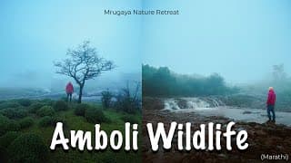 Amboli Wildlife l Mrugaya Nature Retreat Staycation l Biodiversity Spots in Amboli l Amboli Ghat thumbnail